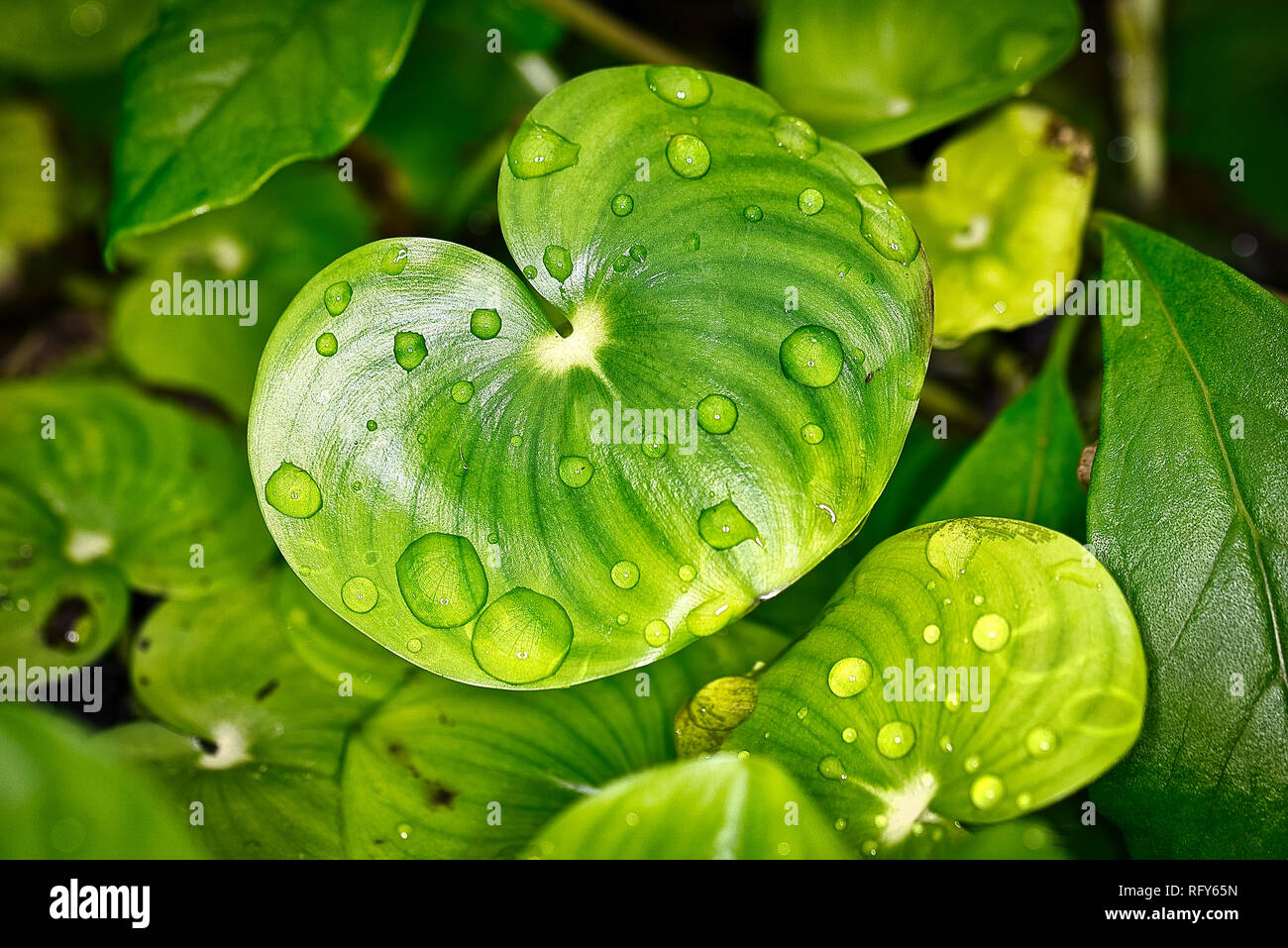 Plants Flowers Botanical Garden Basel Switzerland Stock Photo Alamy