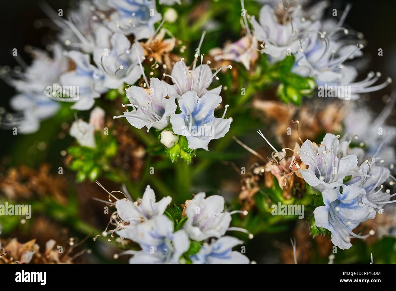 Plants Flowers Botanical Garden Basel Switzerland Stock Photo Alamy