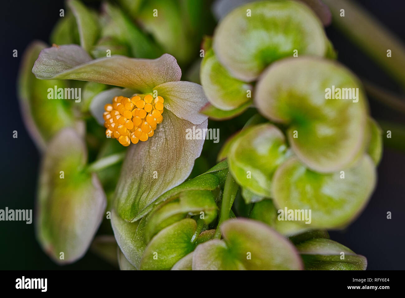 Plants Flowers Botanical Garden Basel Switzerland Stock Photo Alamy
