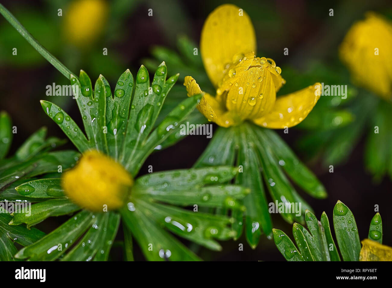 Plants Flowers Botanical Garden Basel Switzerland Stock Photo Alamy