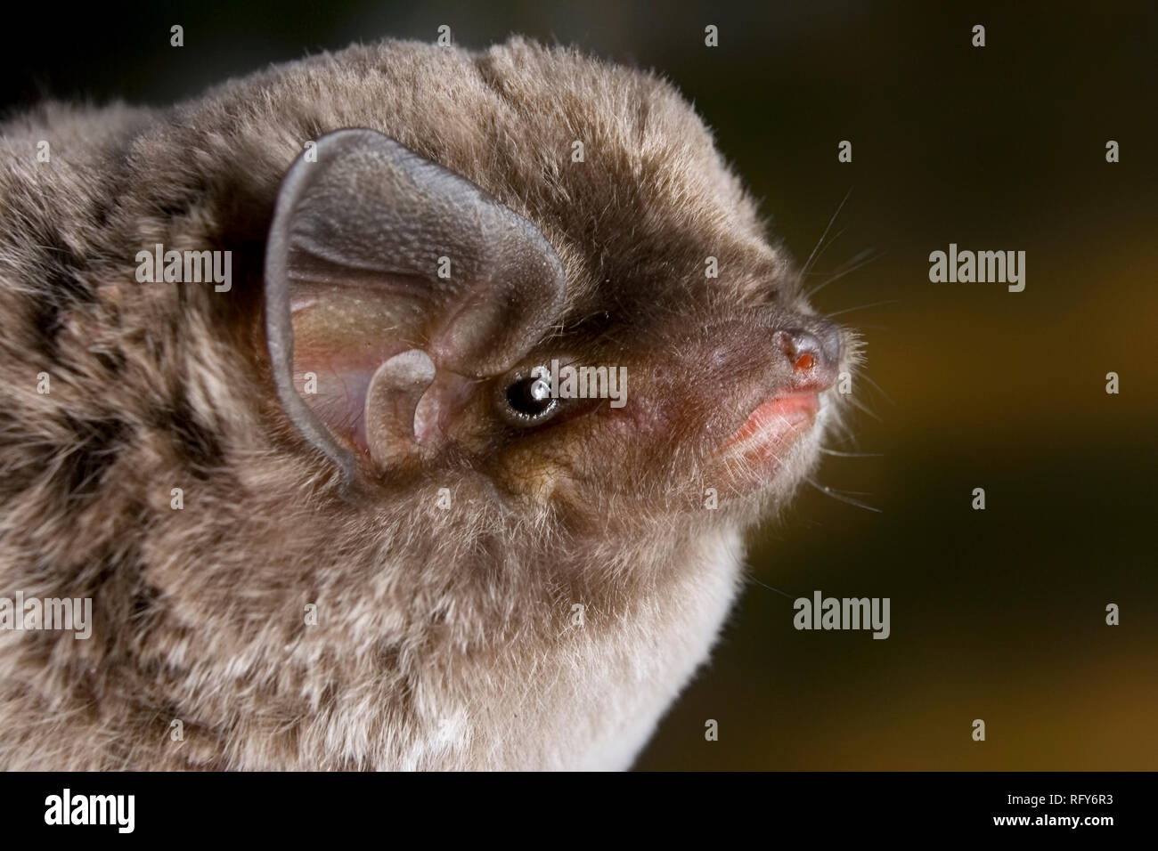African long-fingered bat (Miniopterus africanus) portrait, coastal Kenya. Stock Photo