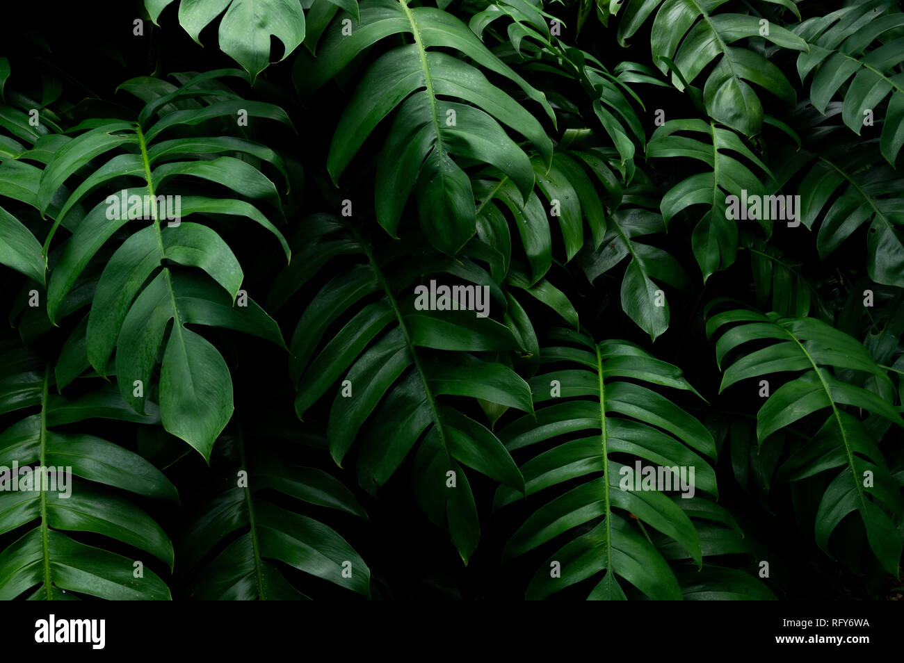 Dark green leaves Stock Photo