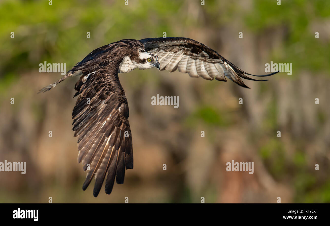 Osprey in Florida Stock Photo - Alamy