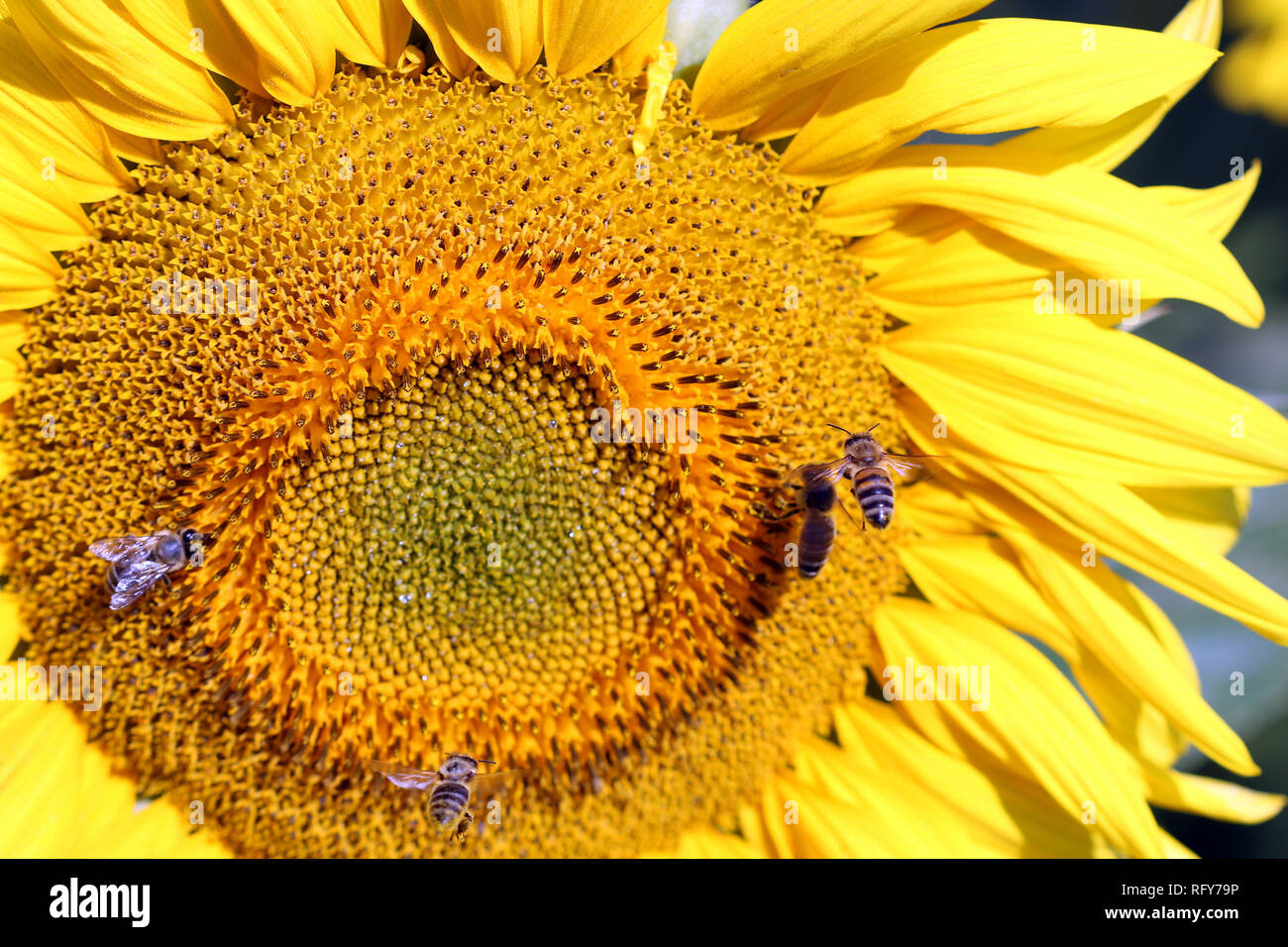 bees flying around sunflower summer season Stock Photo