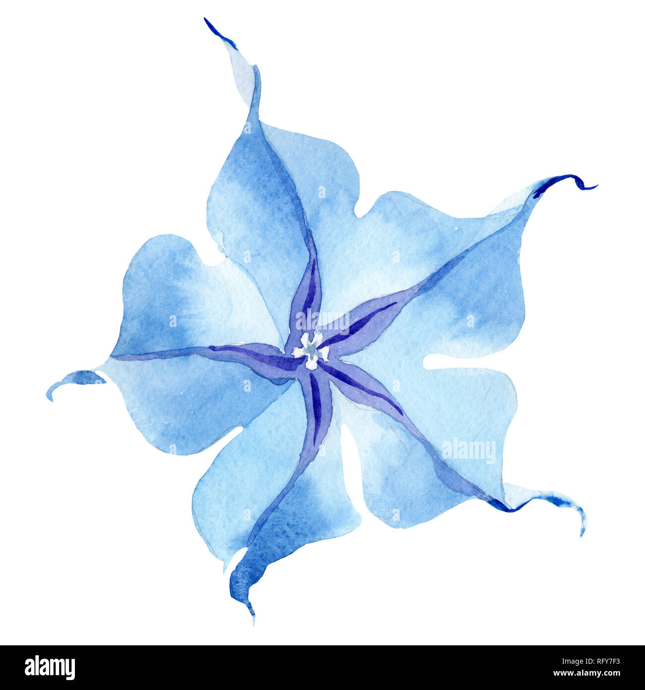 Blue brugmansia floral botanical flower. Watercolor background set