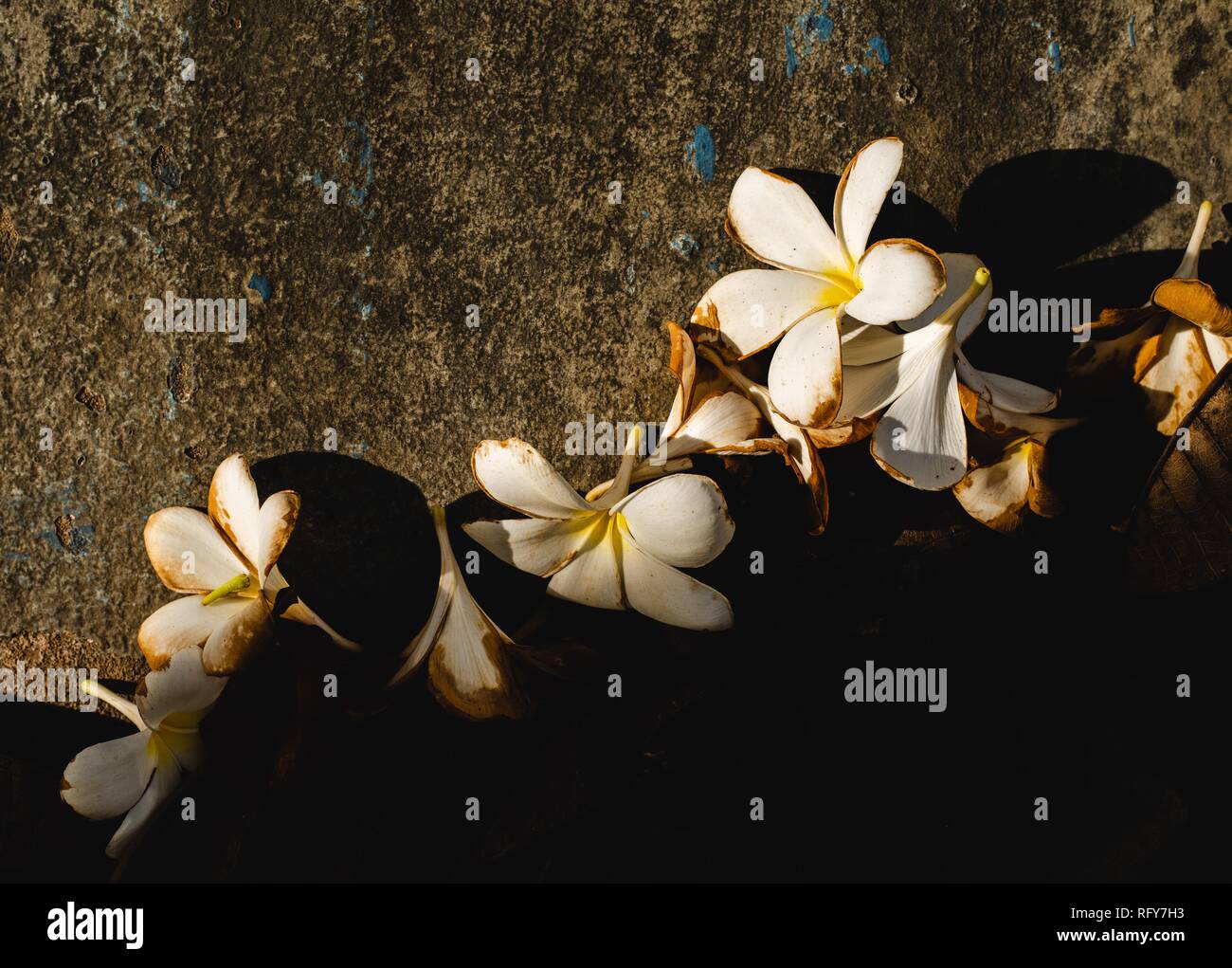 Fallen white plumeria flower Stock Photo