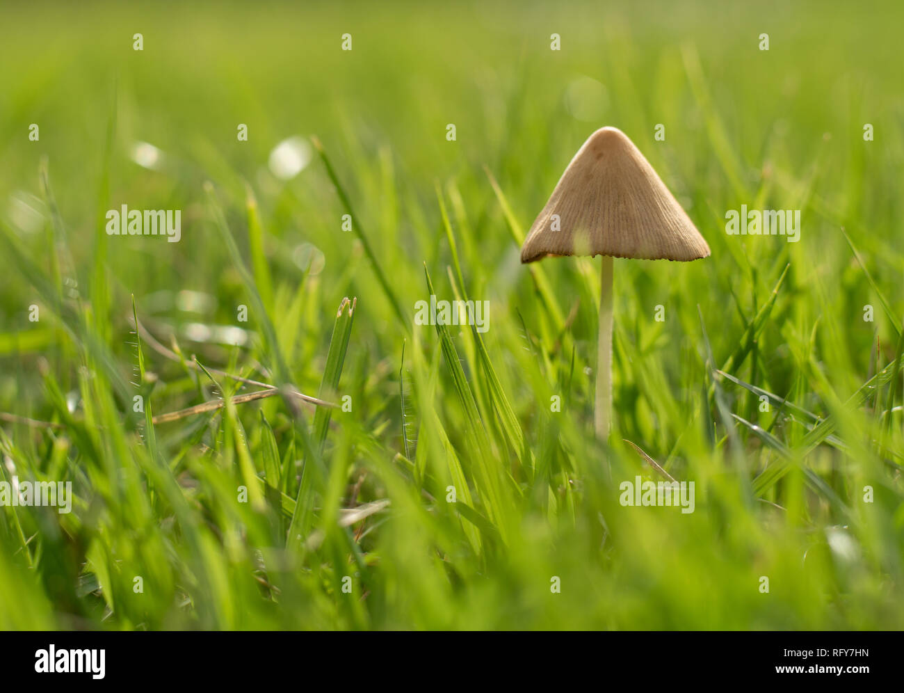 Brown mushrooms sprout among green grass Stock Photo