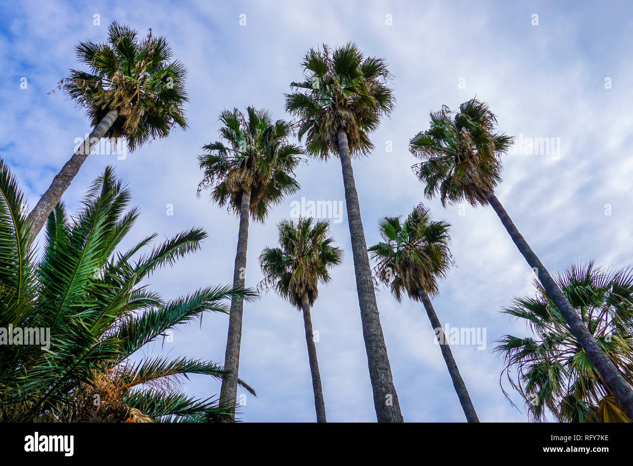 Palm trees at Cannes on the cote d'azur. Stock Photo