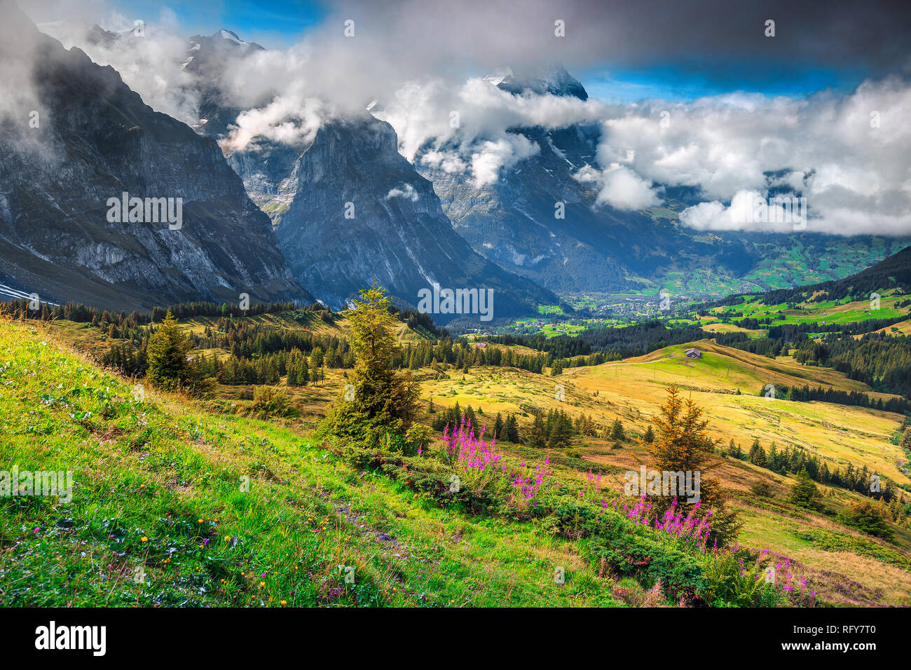 Fantastic Pink Spring Alpine Flowers And High Misty Mountains In Background Grindelwald Bernese Oberland Switzerland Europe Stock Photo Alamy Fantastic Pink Spring Alpine Flowers And High Misty Mountains In Background Grindelwald Bernese Oberland Switzerland Europe Stock Photo Alamy