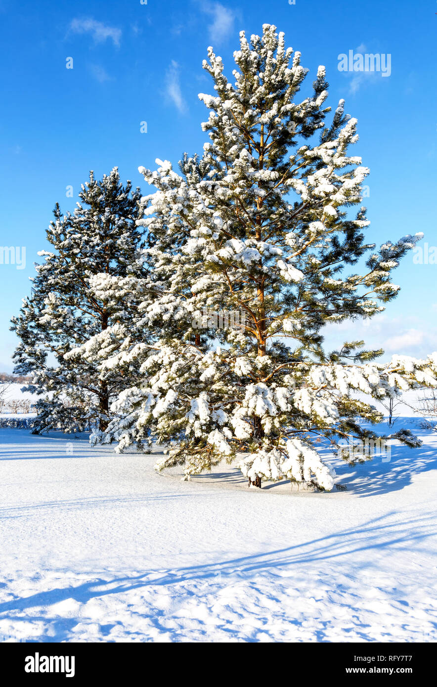 Evergreen trees with frost hi-res stock photography and images - Alamy
