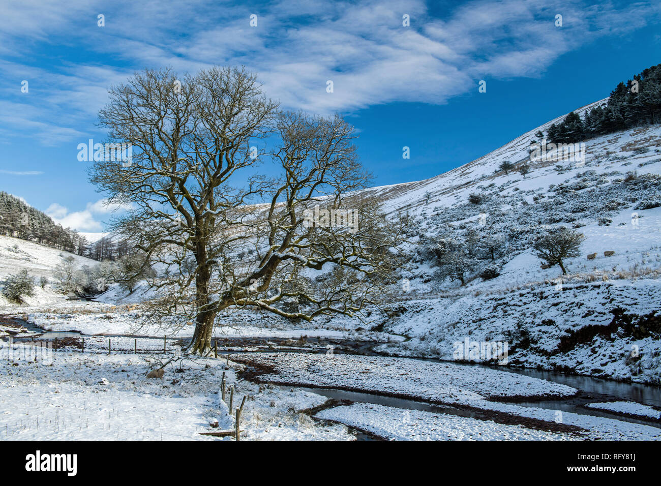 The oak tree at Cwm Crew in the Brecon Beacons on a sunny winter day after a snowfall, Powys, South Wales, with blue sky and white clouds. Stock Photo
