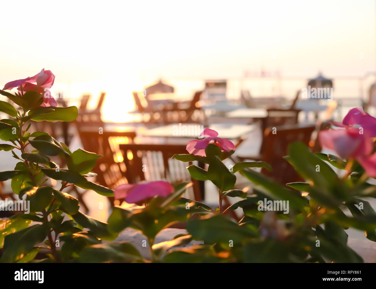 Blurred photo of pink flowers and summer outdoor cafe at dawn on sea beach.  Stock Photo