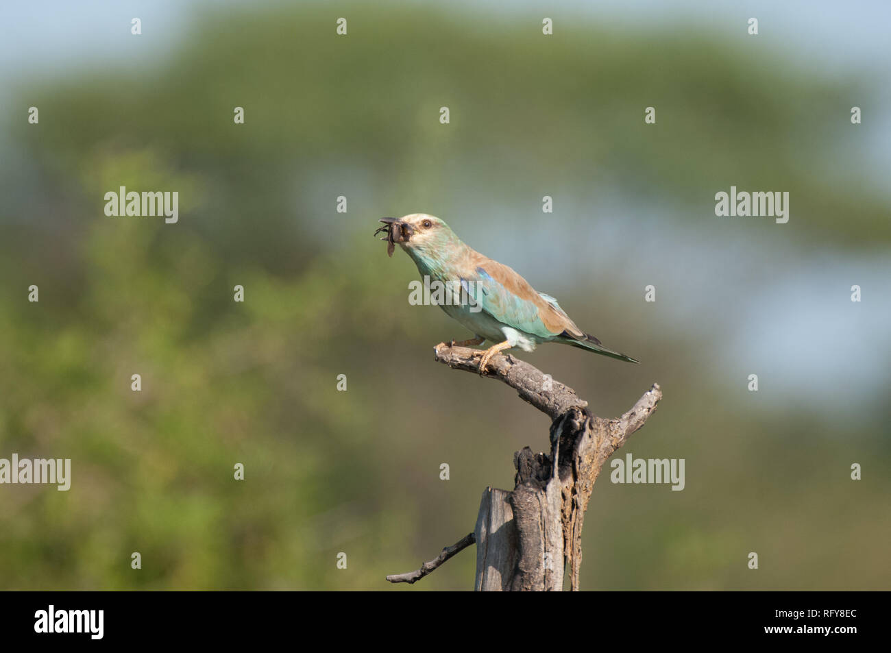 wild birds from South Africa Stock Photo Alamy