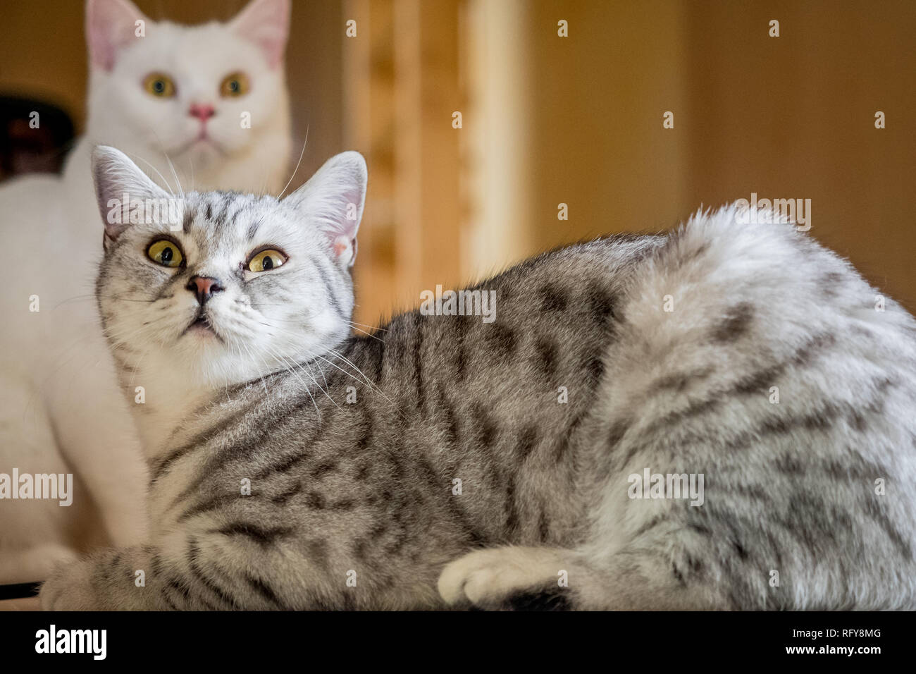 Die weisse katze hi-res stock photography and images - Alamy