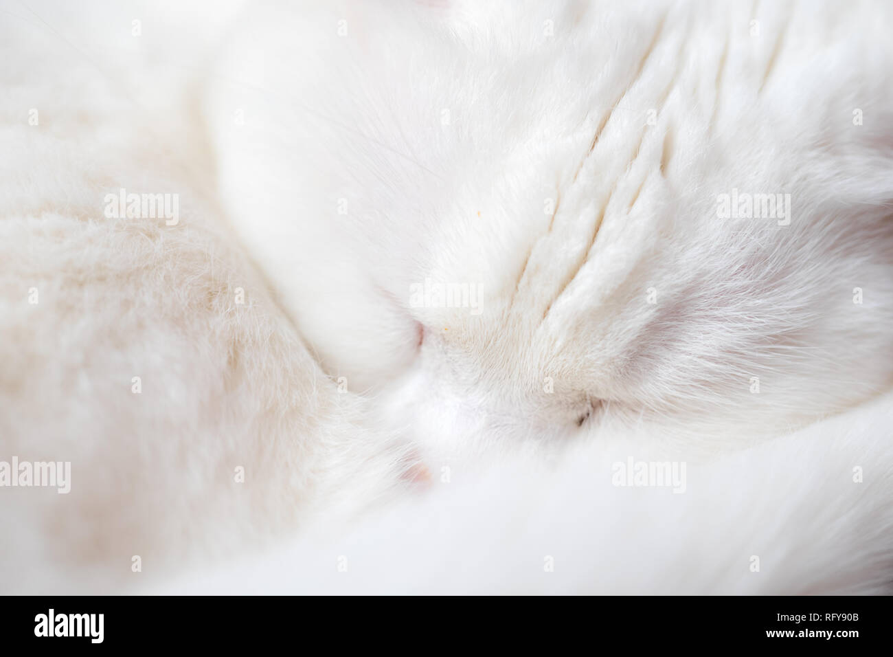 Schlafende weisse Katze - Katzen Portraits Stock Photo
