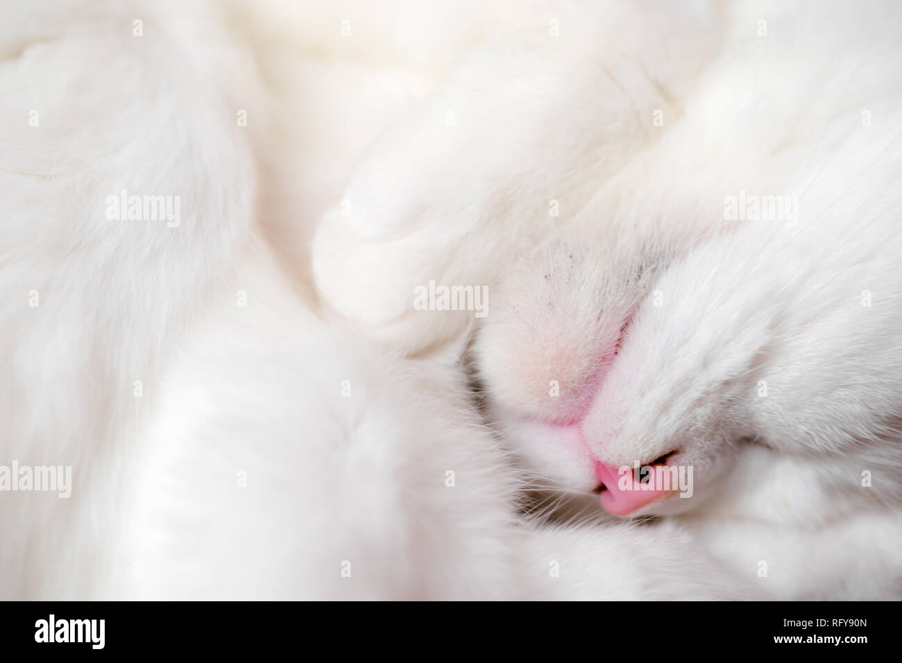 Schlafende Katze - Katzen Portrait Stock Photo