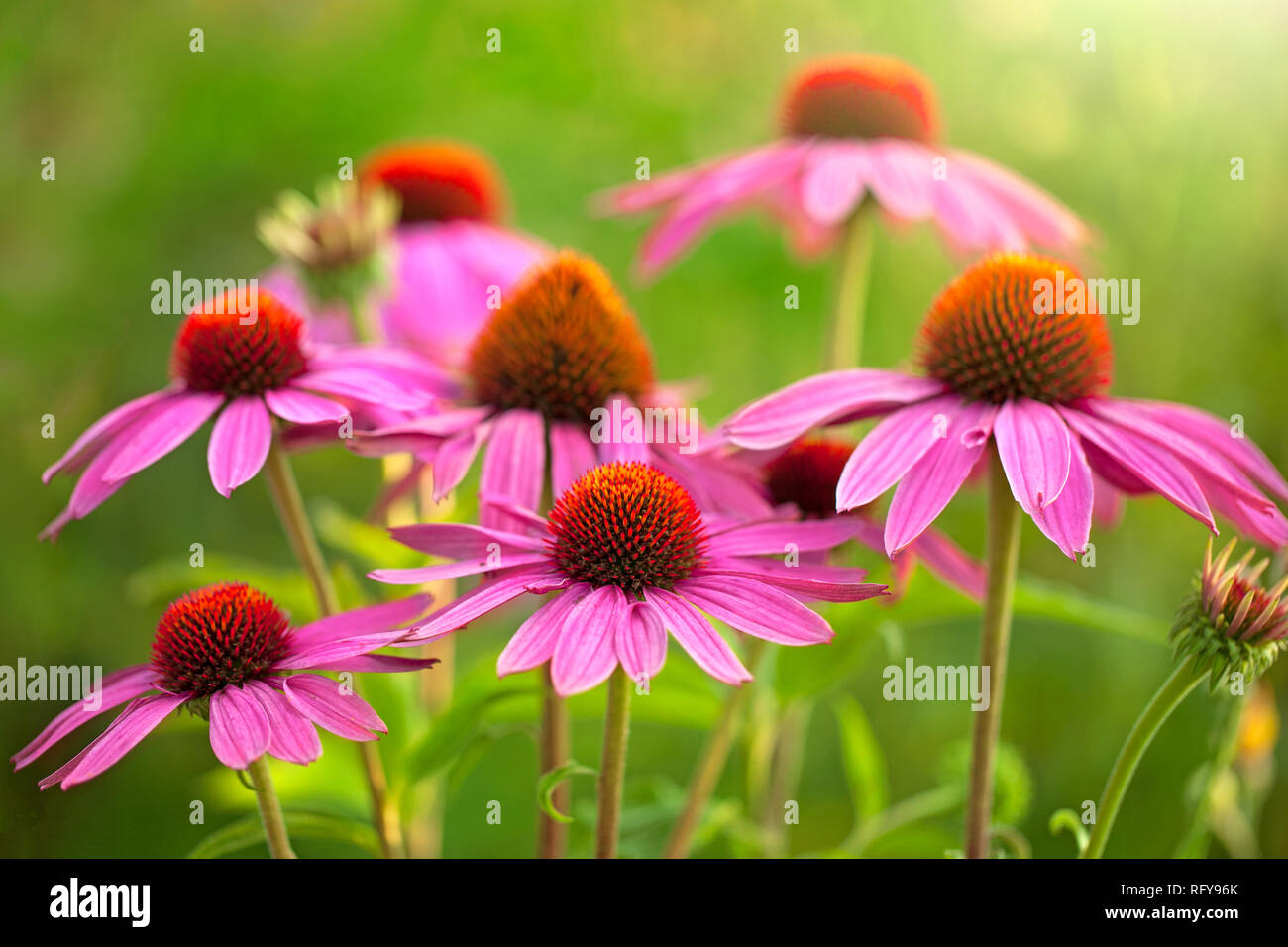 Field of echinacea flowers at sunrise Stock Photo Alamy
