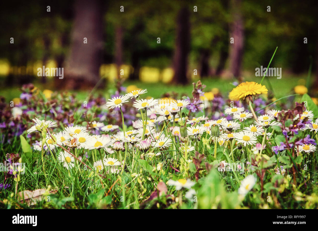 Ox-eye daisies and yellow dandelions in the spring meadow. Seasonal natural scene. Beauty photo filter. Stock Photo