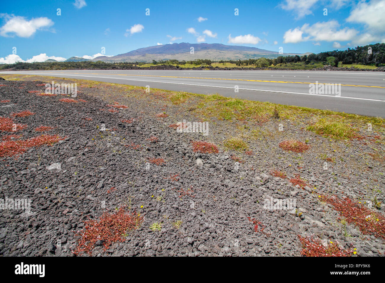 Volcanic rocks and red flowers close to the road looking up to Mauna Kea mountain at Big Island, Hawaii Stock Photo