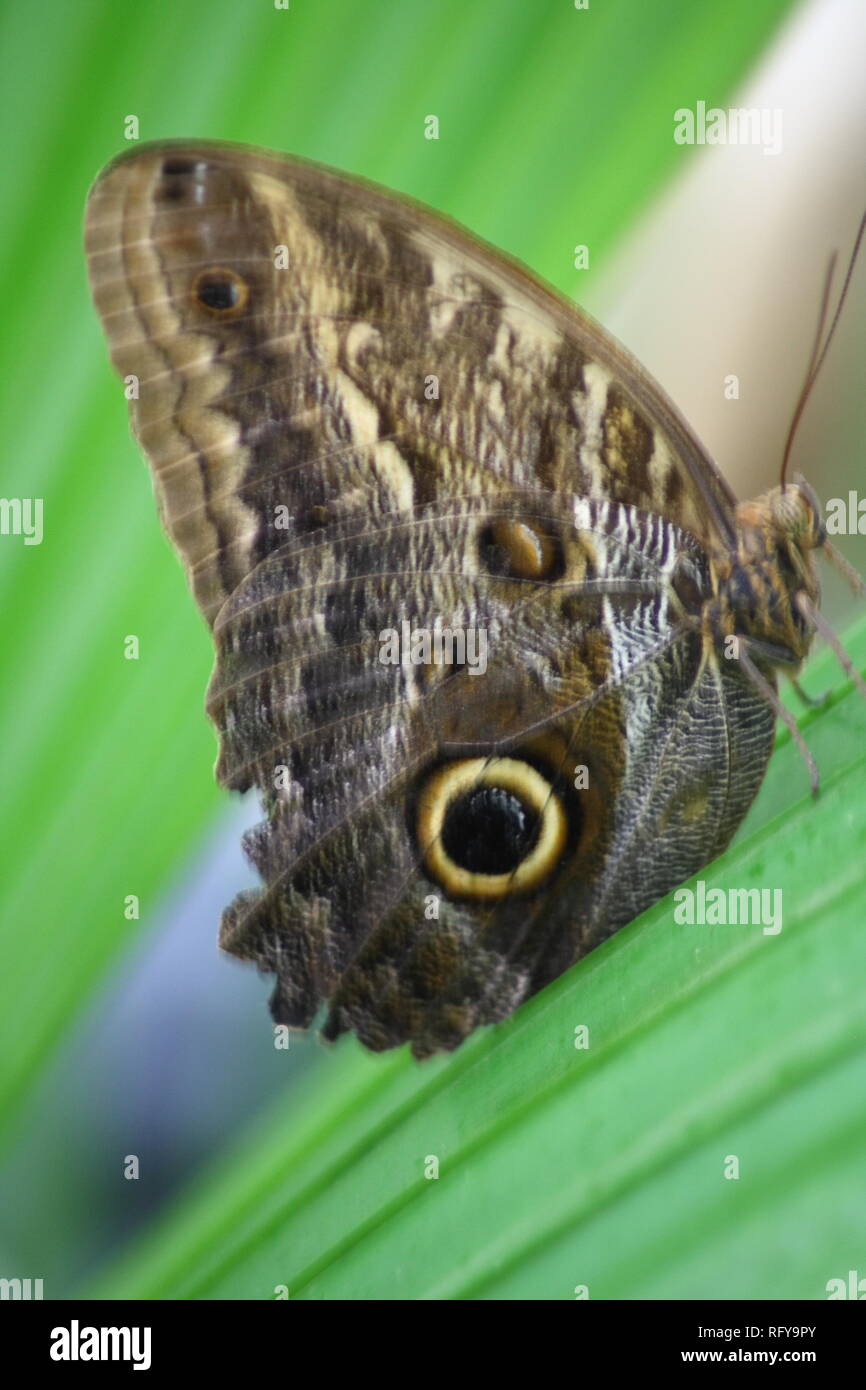 A very nice colorful butterfly Stock Photo