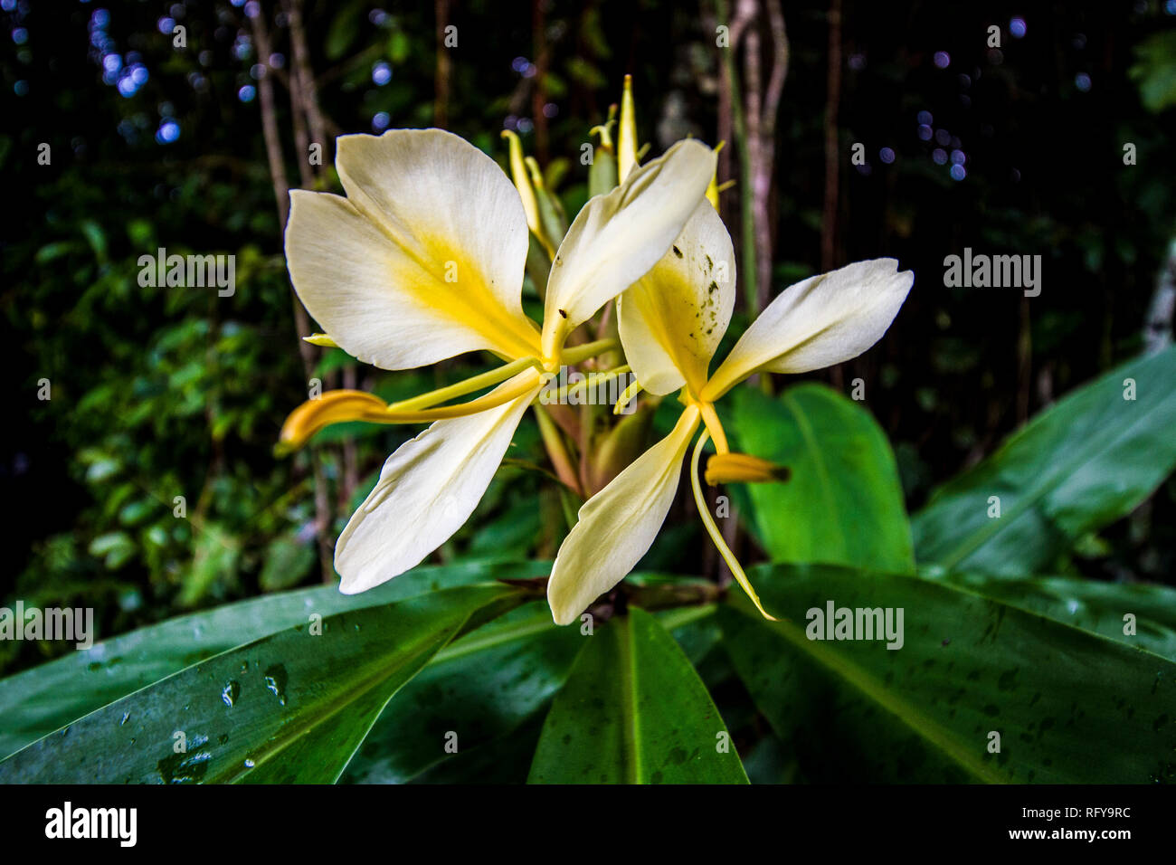 Beautiful flower at Hawaii Stock Photo