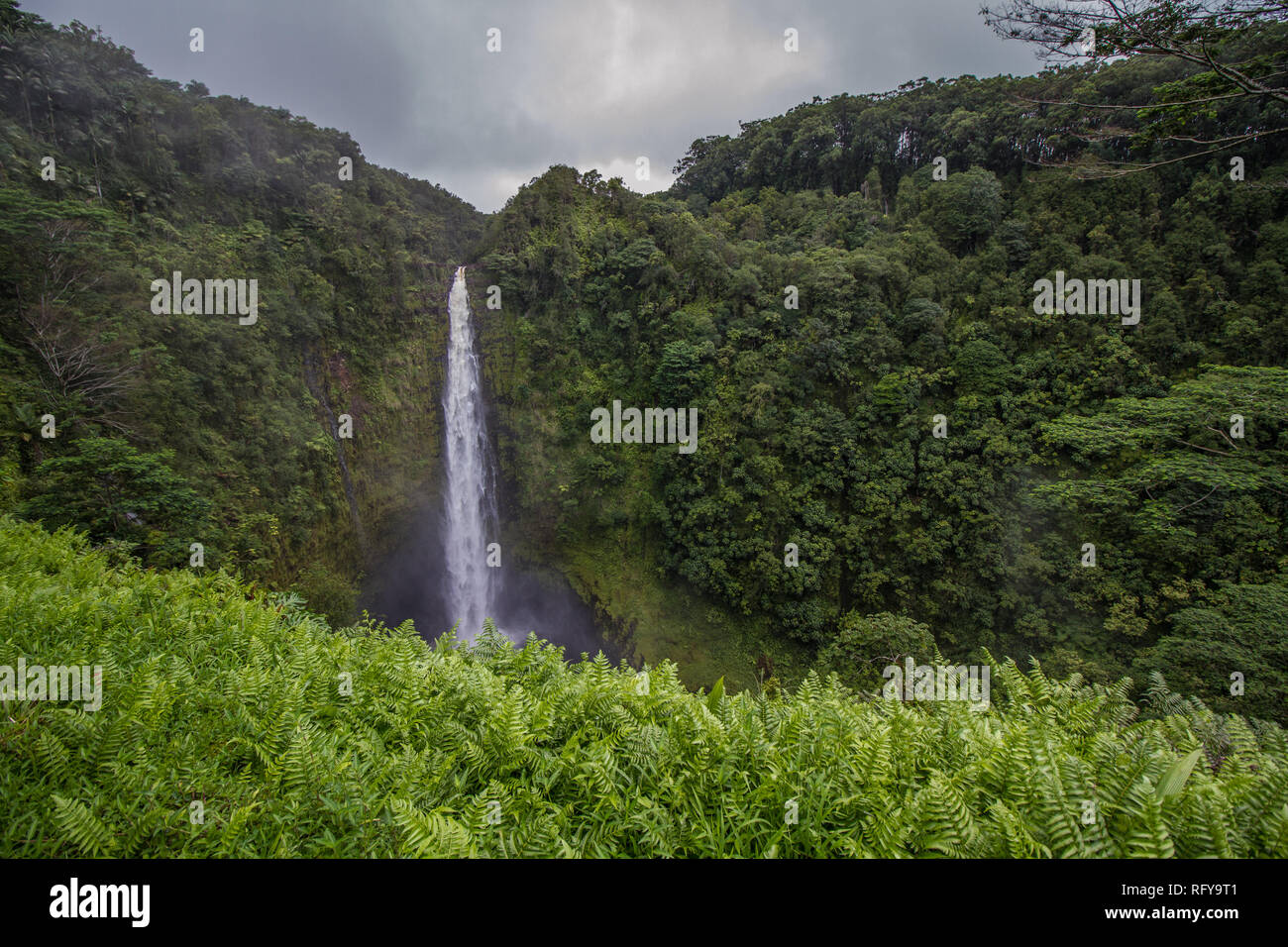 The Akaka Falls at the Akaka State Park , Big Island, Hawaii Stock Photo
