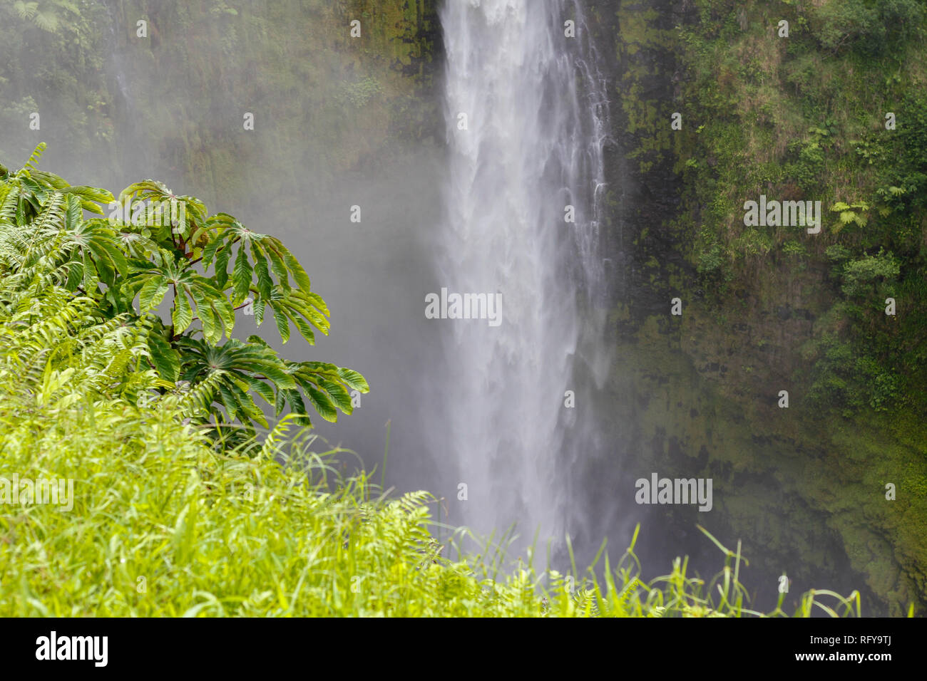 Tropical vegetation at the Akaka Falls State Park, Big Island, Hawaii Stock Photo