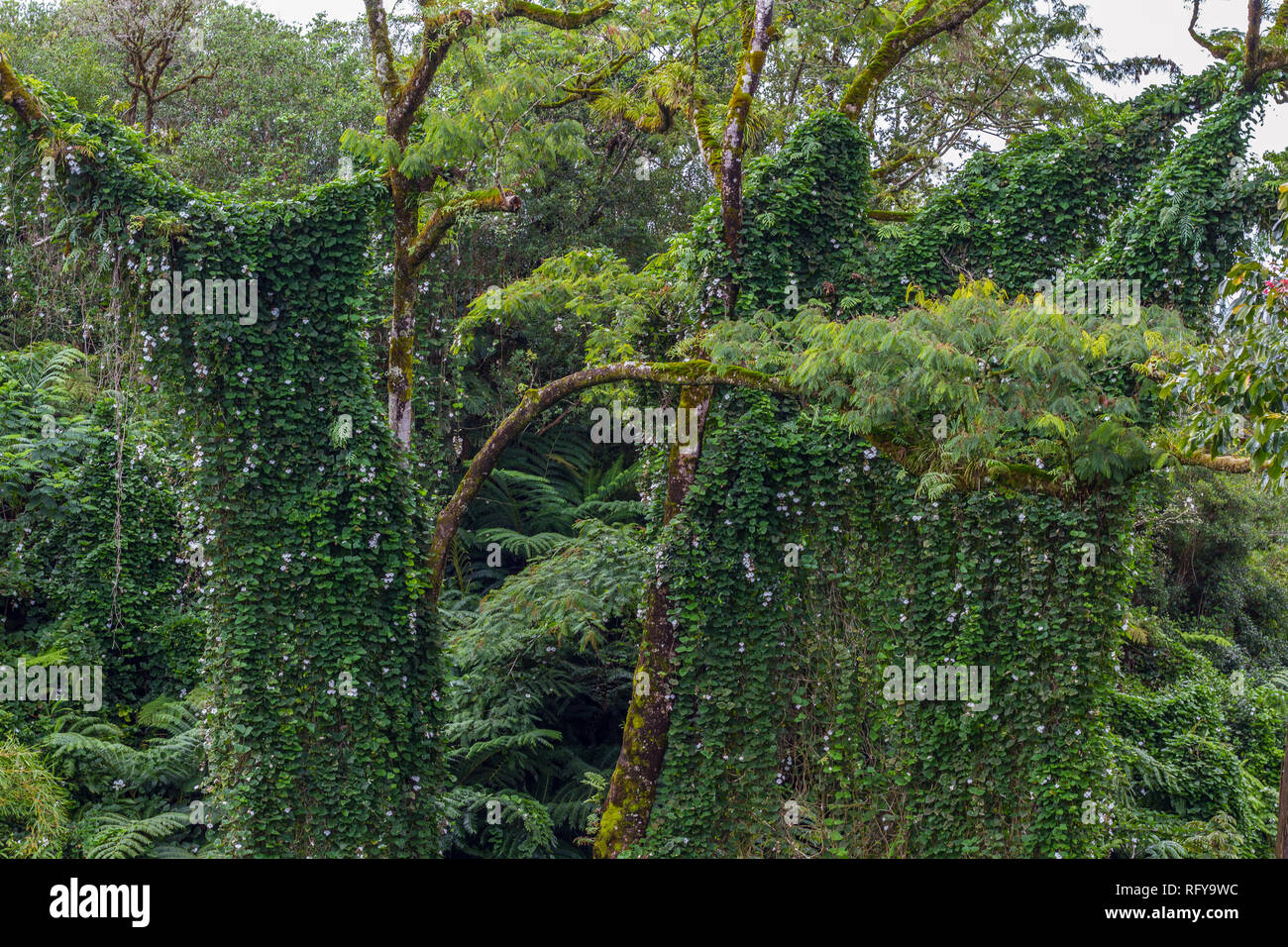 Tropical vegetation at the Akaka Falls State Park, Big Island, Hawaii Stock Photo