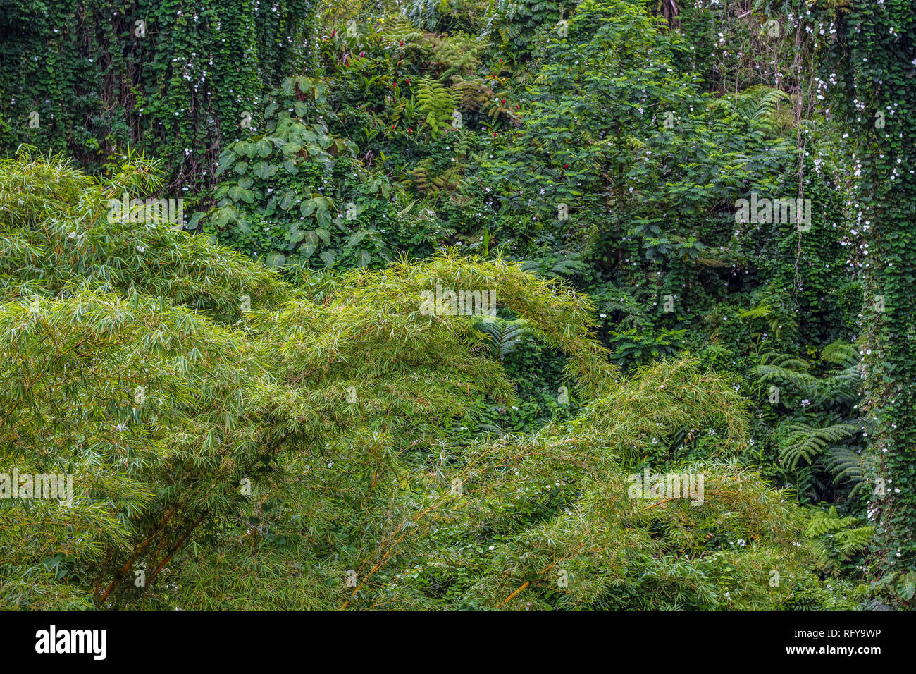 Dense bamboo plants and tropical vegetation at the Akaka Falls State