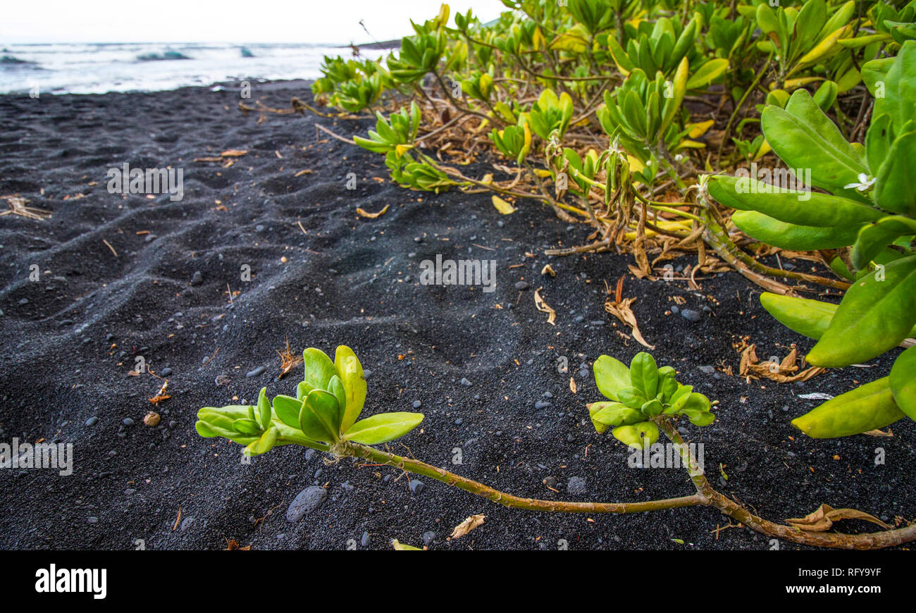 Green plants at Punalu‘U Beach, a black sand beach at the southern shore of Big Island, Hawaii Stock Photo