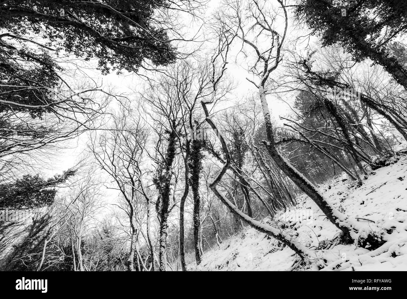 Trees with snow in winter Stock Photo - Alamy
