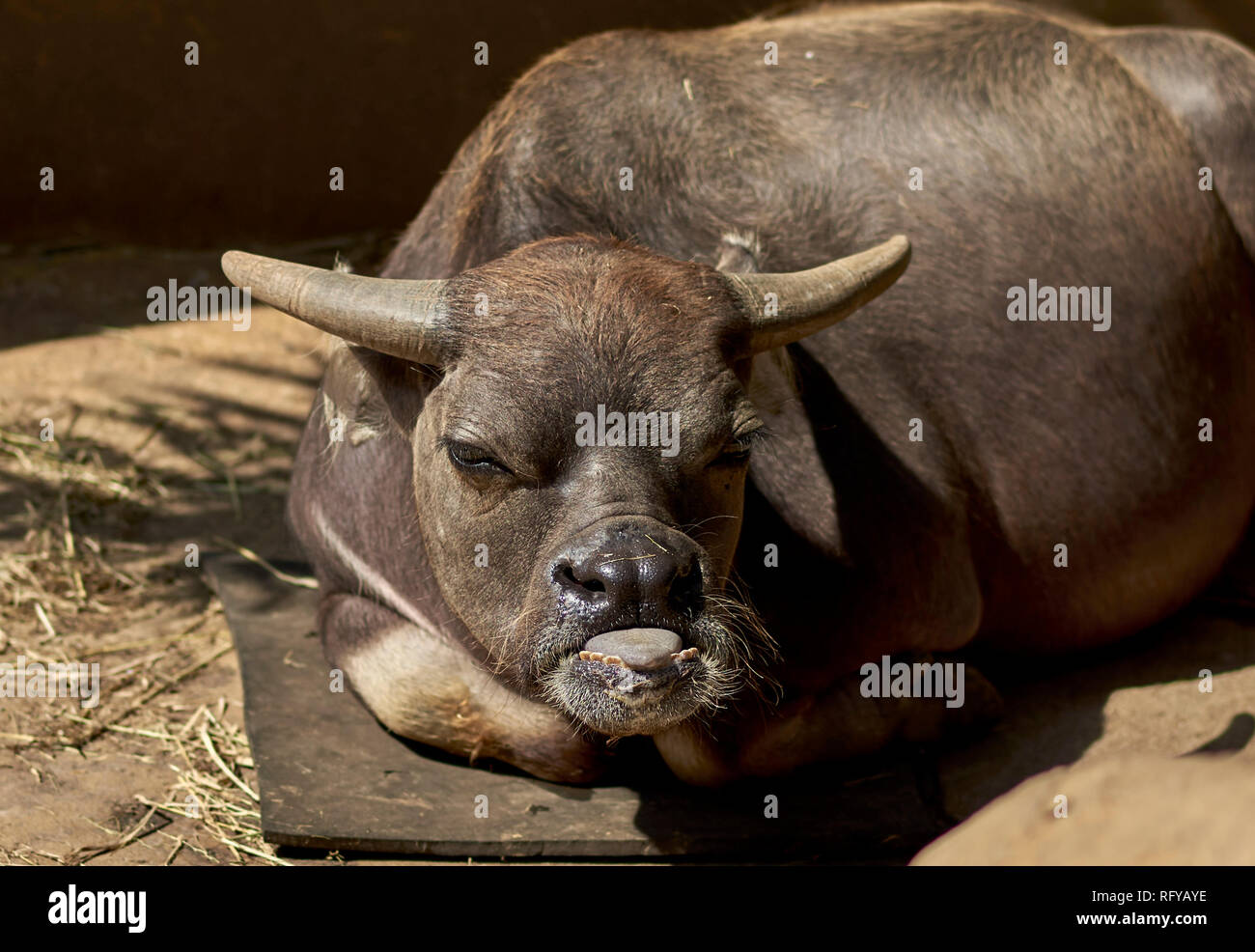 Funny animal face, cow sticking out tongue Stock Photo