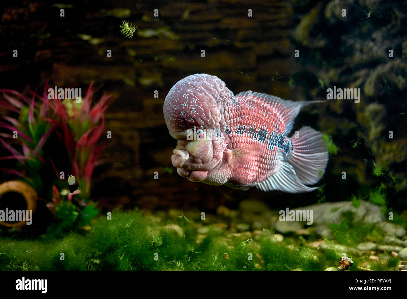 Flowerhorn Cichlid, aquarium fish Stock Photo