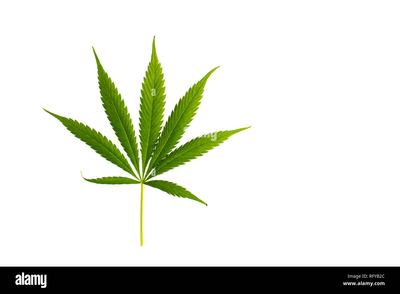 Green Marijuana leaf isolated on white background Stock Photo