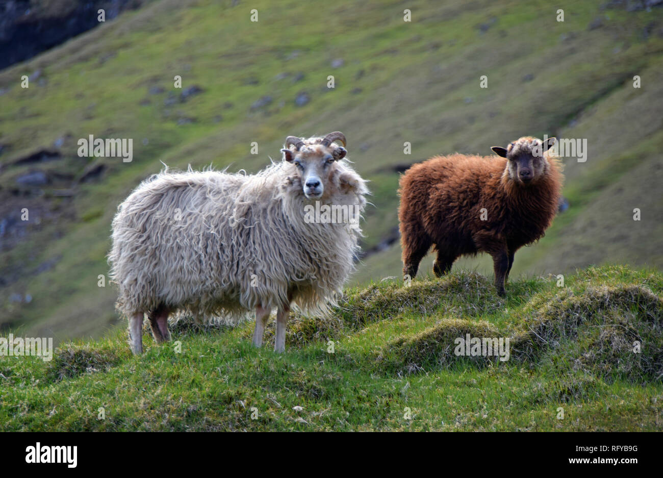 Woolly brown sheep hi-res stock photography and images - Alamy