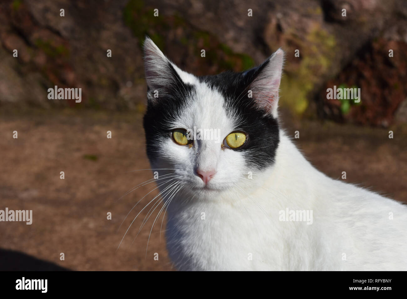 Beautiful tabby cat with distinctive sharp yellow eyes and a sweet face ...