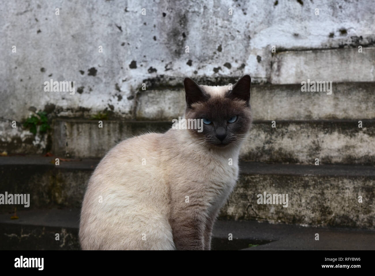 Stunning cream colored tabby cat with a gray face and blue eyes Stock