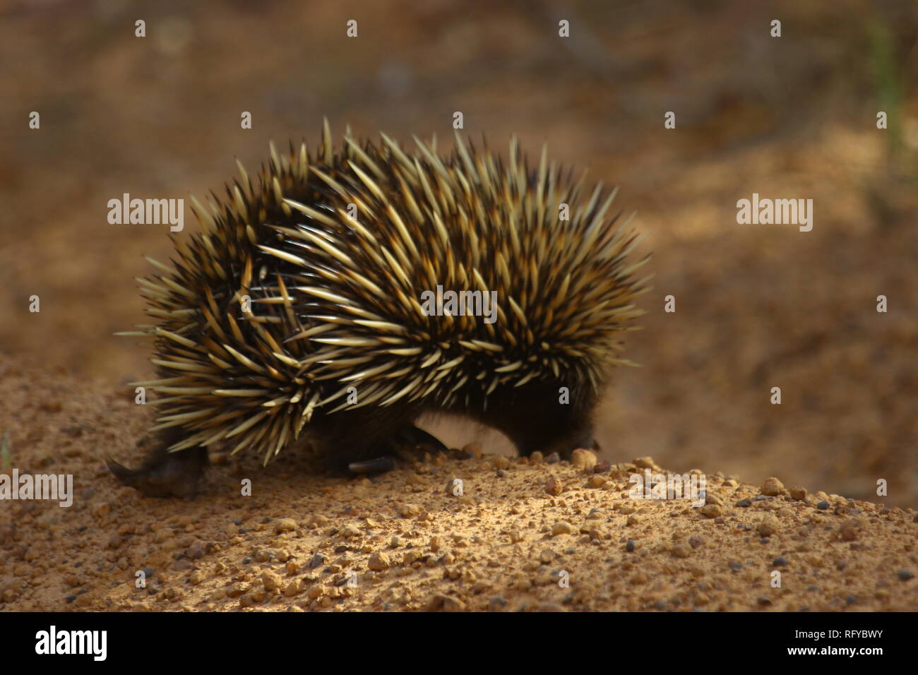 Australia Ant Hedgehog Ameisenigel Australien Stock Photo - Alamy