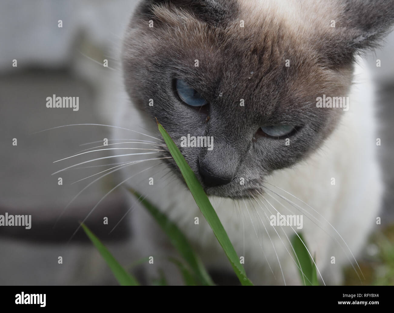 Stunning cream and gray siamese cat with pale blue eyes Stock Photo - Alamy