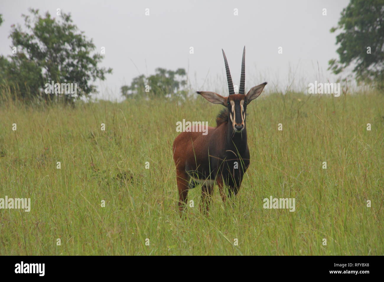Male Sable Antelope (Hippotragus niger) in the grassy savannah of Shimba Hills National Park, Kenya. Stock Photo