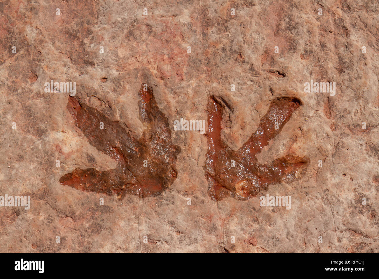 Close up of three toed dinosaur tracks at the Moenkopi Dinosaur Tracks