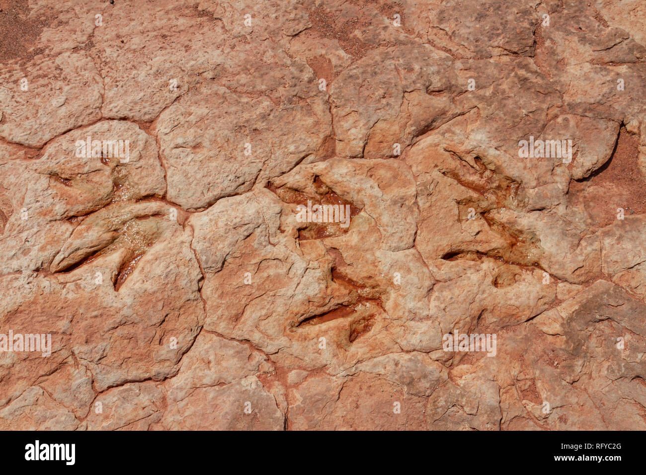 Moenkopi dinosaur tracks hi-res stock photography and images - Alamy