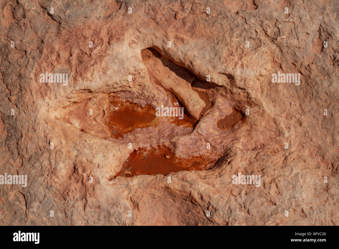 Close up of three toed dinosaur tracks at the Moenkopi Dinosaur Tracks