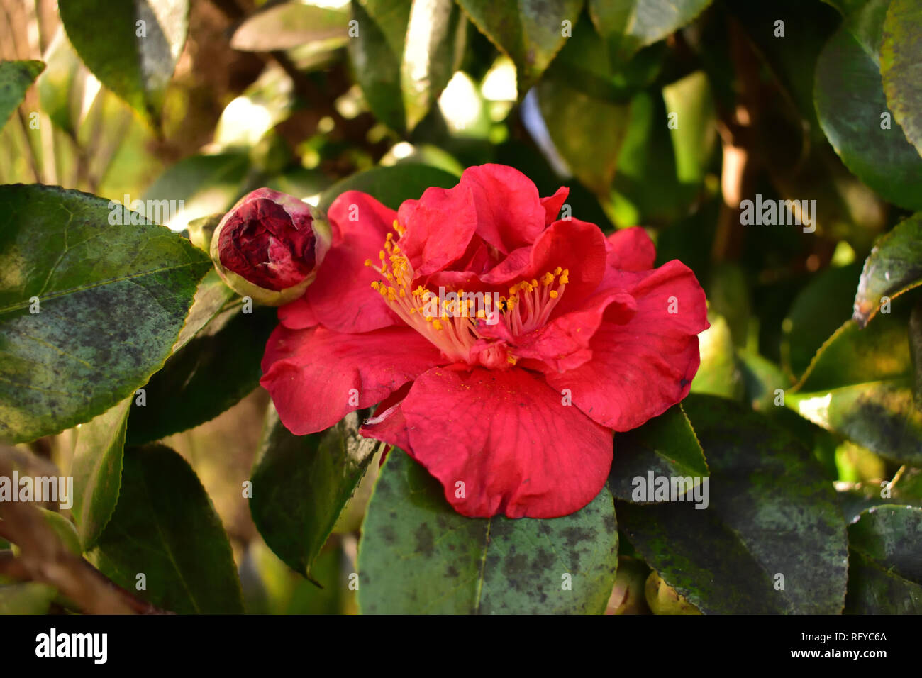 Kanjiro Sasanqua Pink Camelia Stock Photo