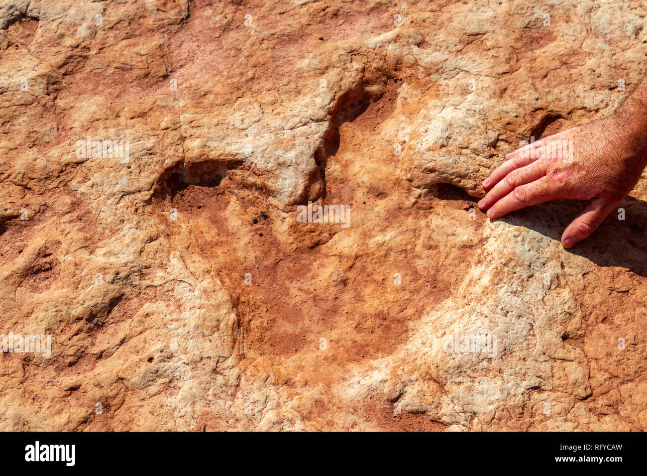 Close up of three toed dinosaur tracks, with a human hand for scale, at the Moenkopi Dinosaur Tracks site near Tuba City, Arizona, United States. Stock Photo