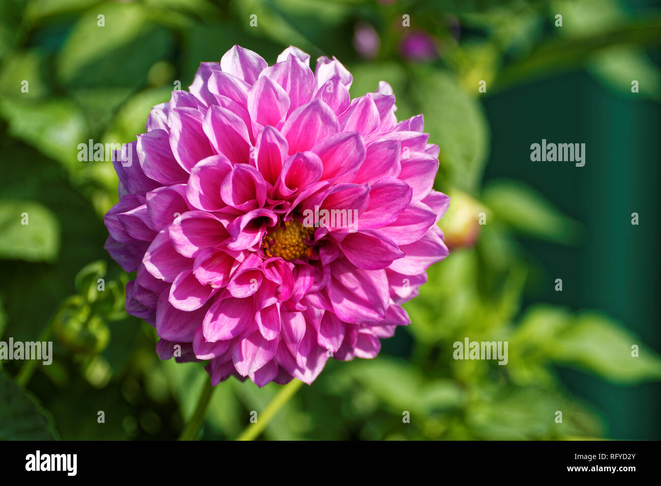 Photo dahlias High Resolution Stock Photography and Images - Alamy