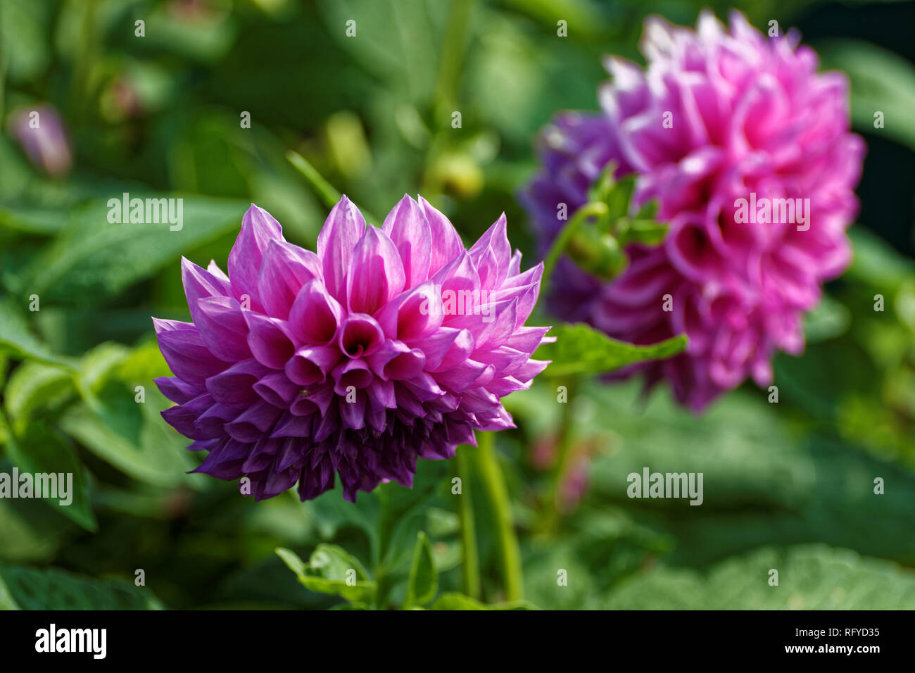 Dahlias images hi-res stock photography and images - Alamy