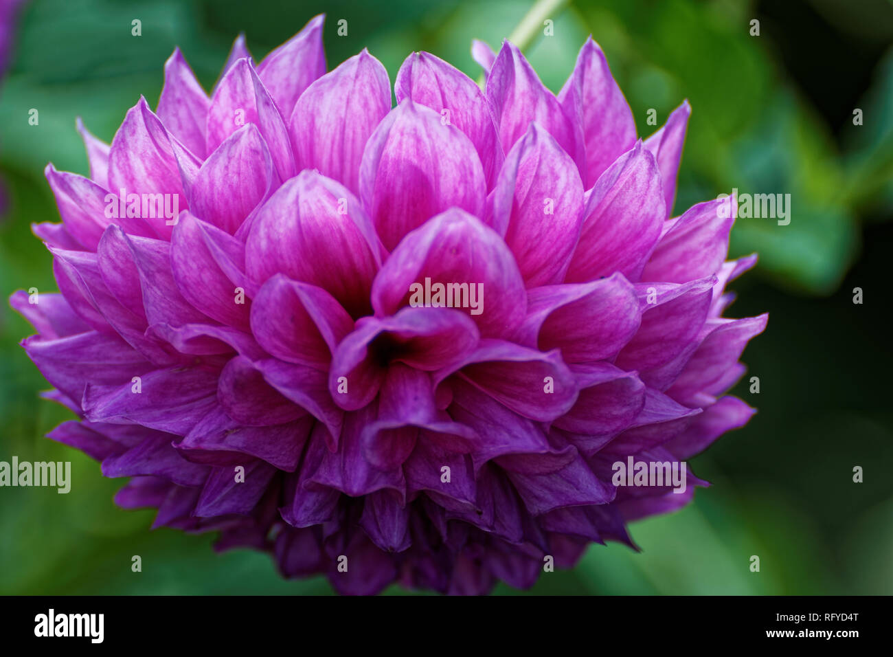 Photo dahlias High Resolution Stock Photography and Images - Alamy
