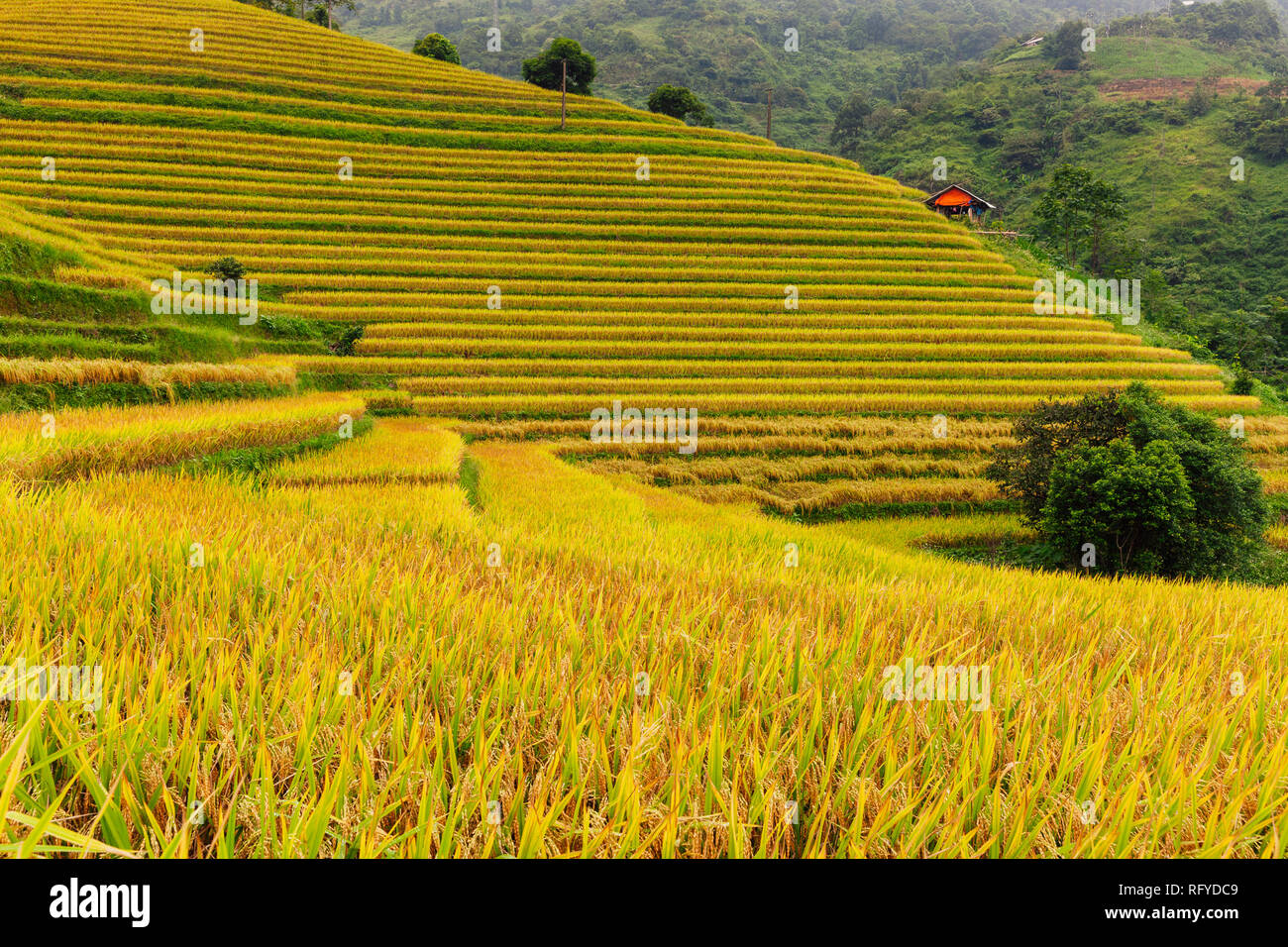 Beautiful ripe rice paddies during the harvest time, Sapa, Vietnam Stock Photo