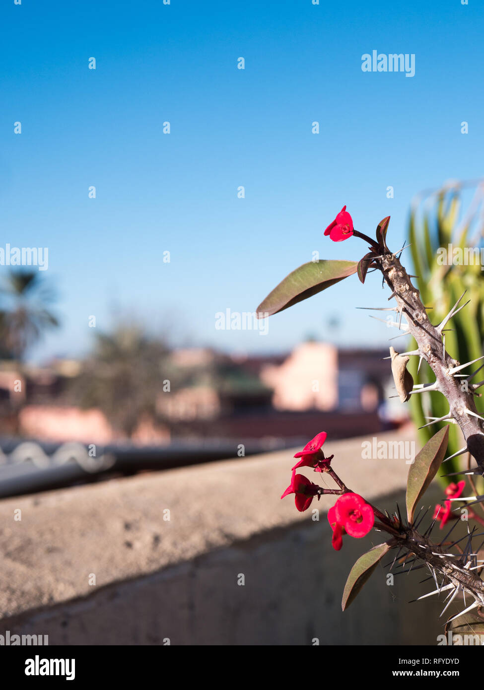 Beautiful redleaf rose on a riad rooftop in the medina of Marrakesh, Morocco Stock Photo